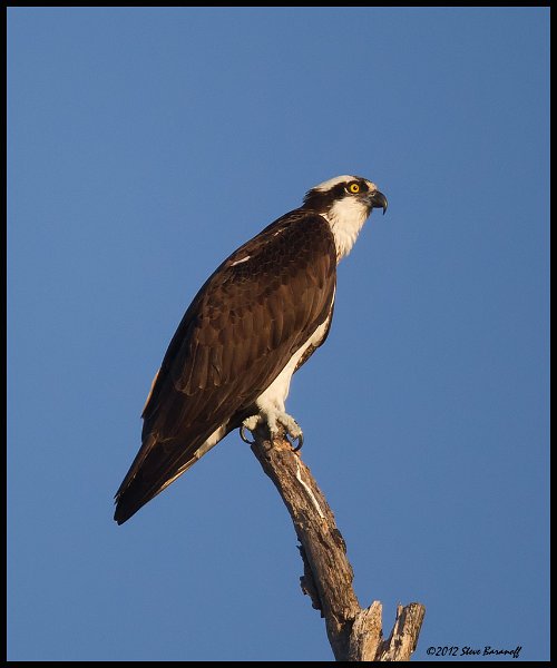 _2SB5748 osprey.jpg